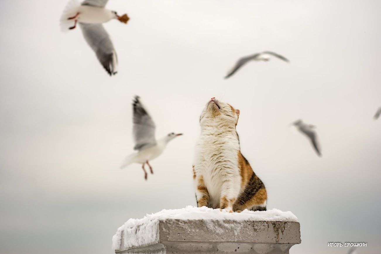 Кішка полює на чайок в Одесі: кумедні фото опублікували у фейсбуці