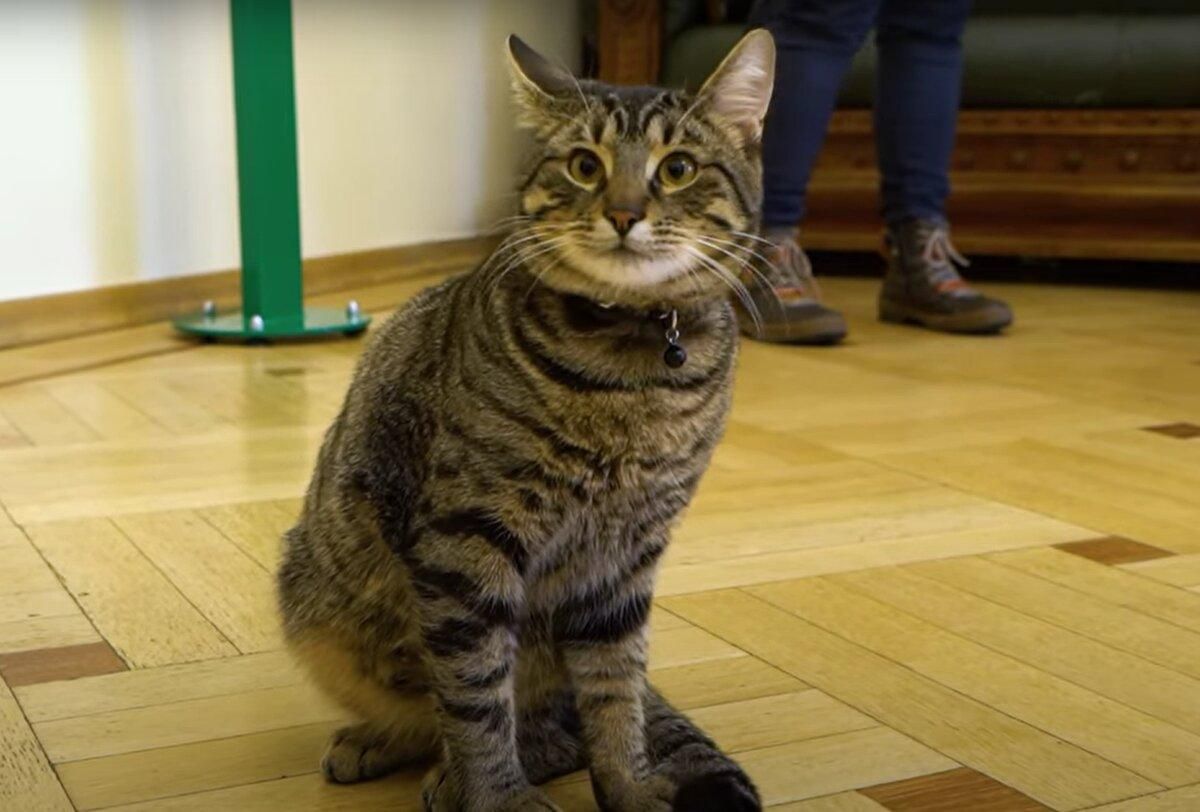 Котячий мер Львова: кота з ратуші стерилізувати не плануюють Котячий мер Львова: кота з ратуші стерилізувати не плануюють