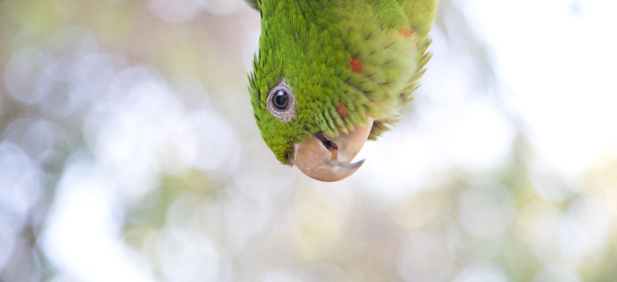 Новий дзьоб для папуги зробили орнітологи з Бразилії