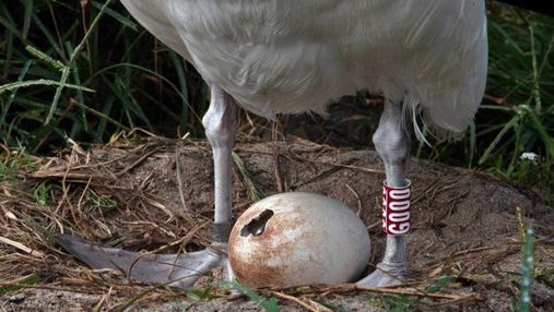 Найстаріша птаха світу знову стала мамою: у неї вилупилося пташеня
