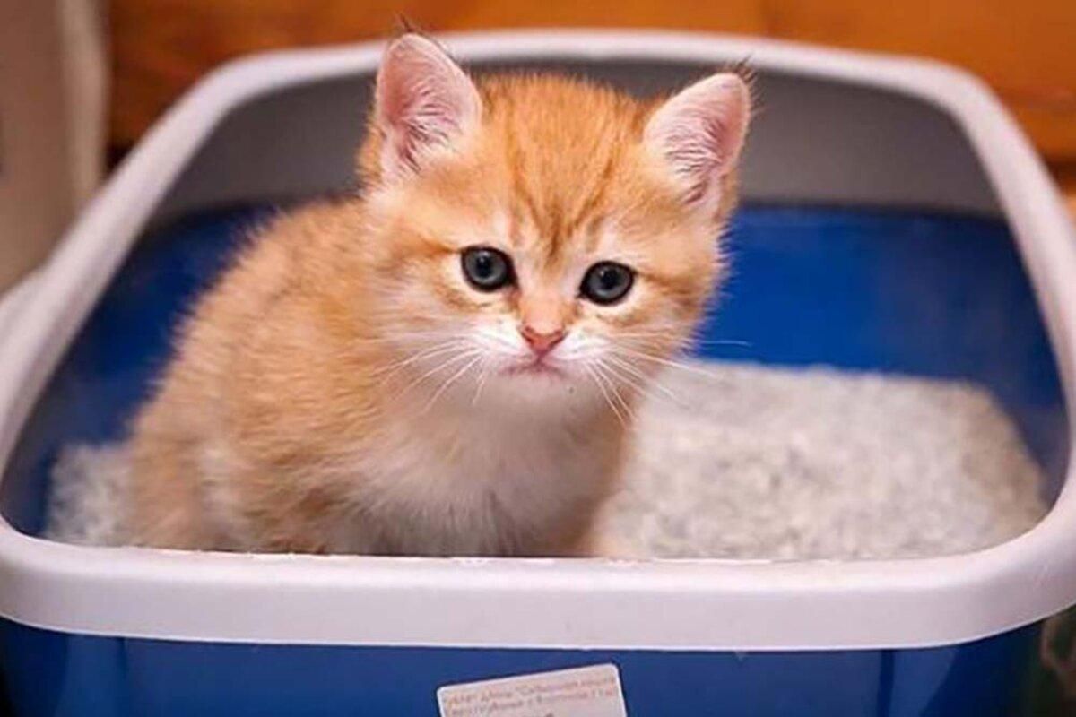 Написати ім'я колишнього на котячому лотку: акція до Дня закоханих Написати ім'я колишнього на котячому лотку: акція до Дня закоханих