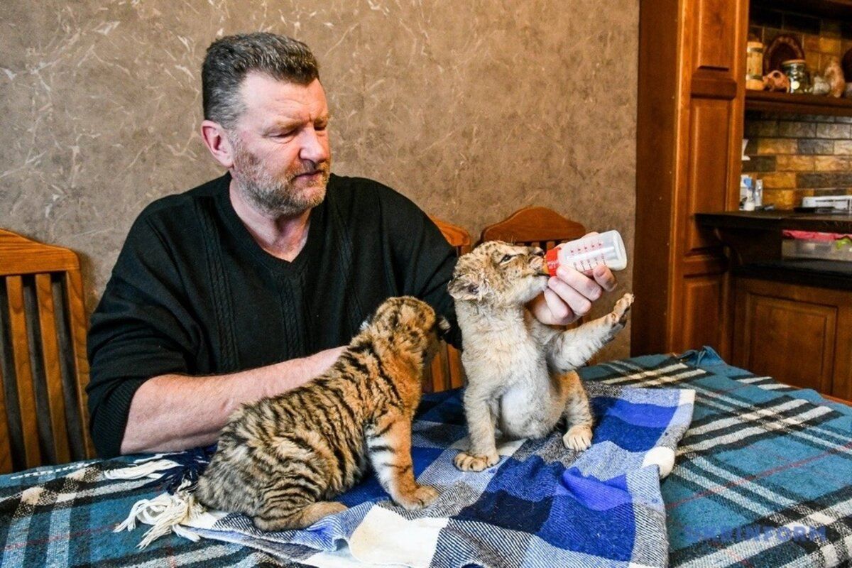 Тигриця й левиця відмовилися від потомства: хто вигодовує малюків