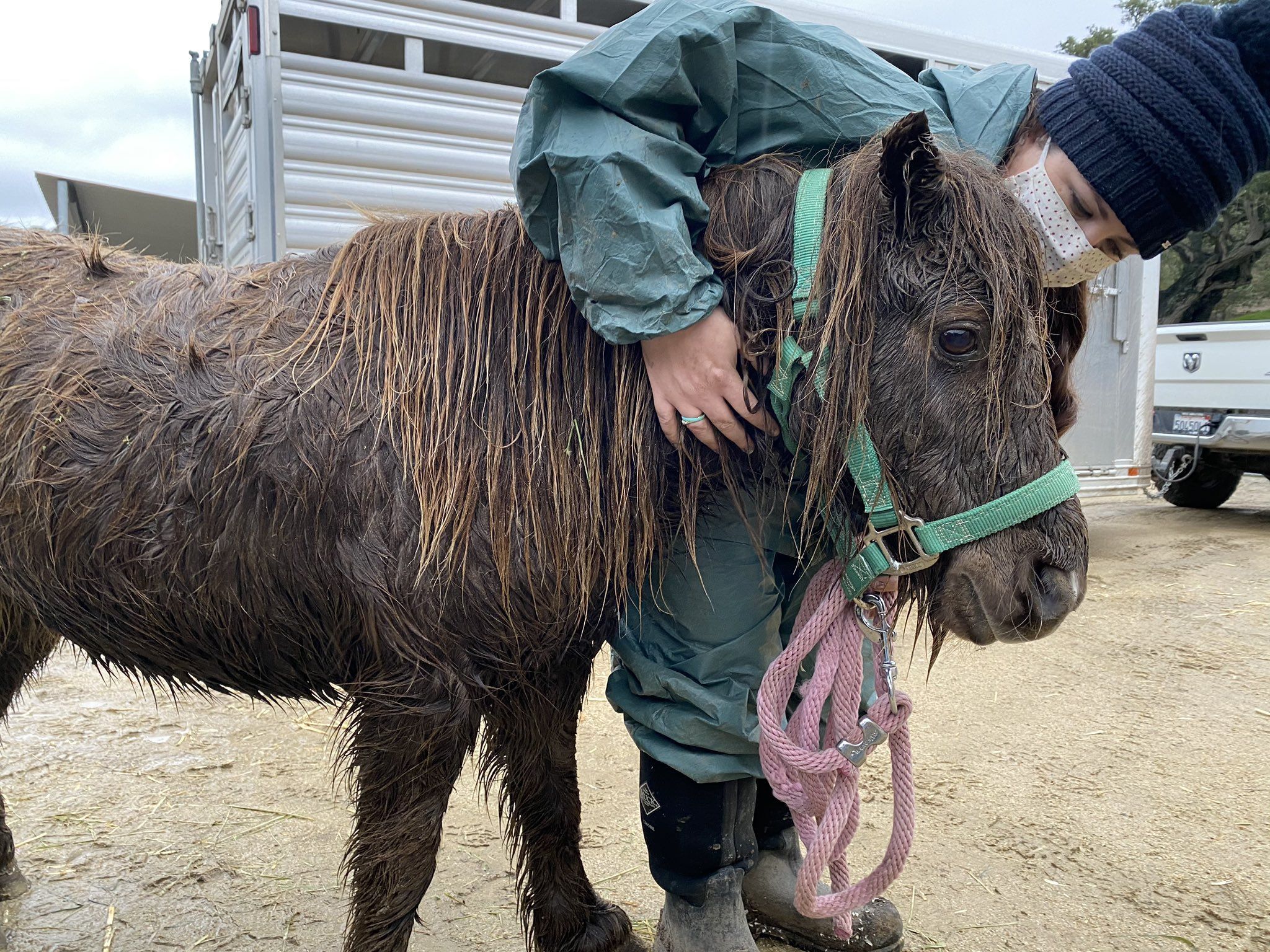 В США спасли лошадь и пони, которые на сутки застряли в болоте