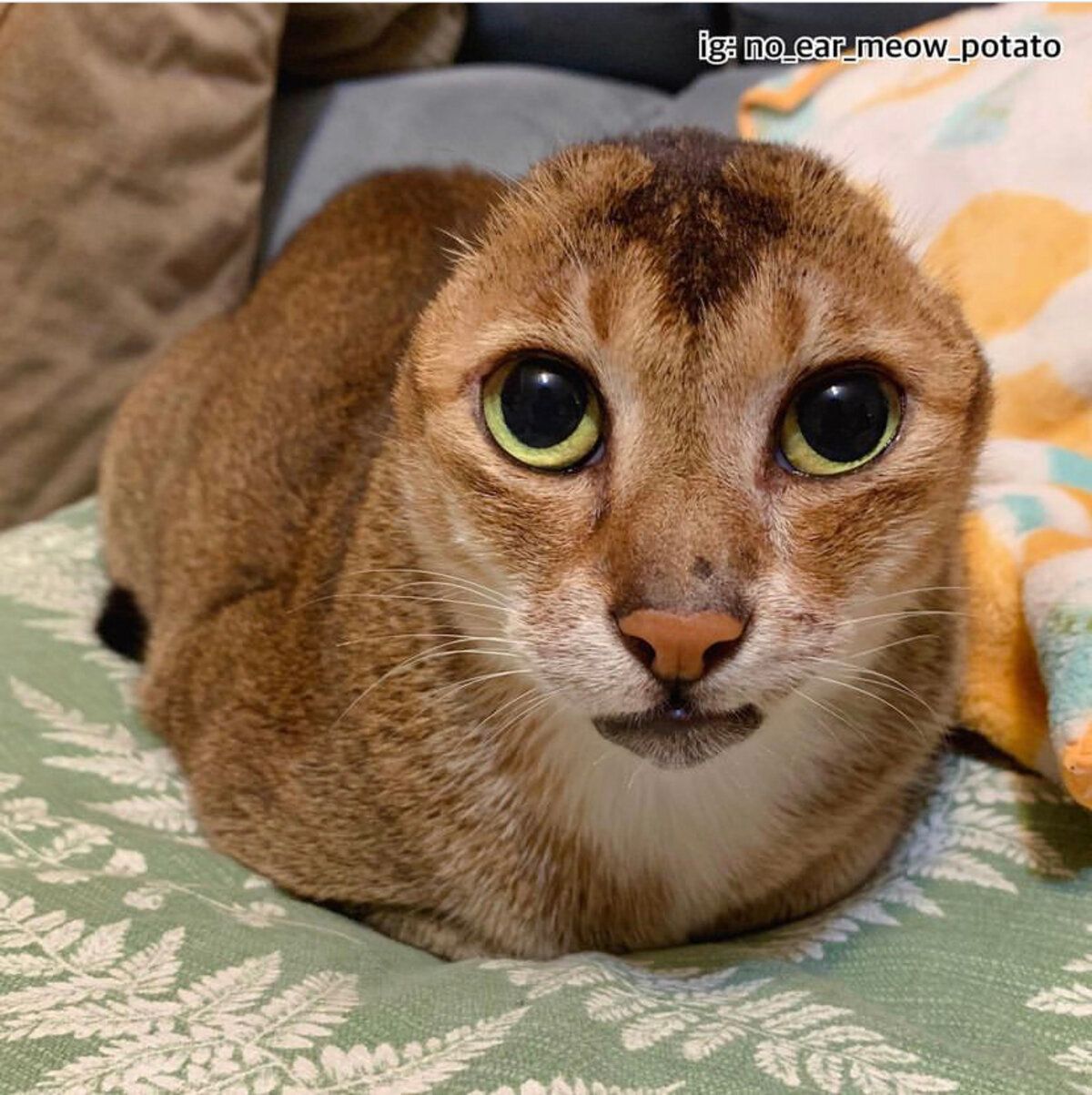 Кіт без вух, що став популярним в Китаї: зворушлива історія Кіт без вух, що став популярним в Китаї: зворушлива історія