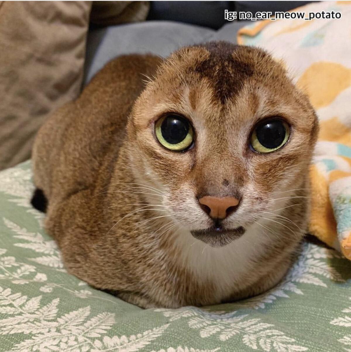 Кот без ушей, ставший популярным в Китае: трогательная история Кот без ушей, ставший популярным в Китае: трогательная история