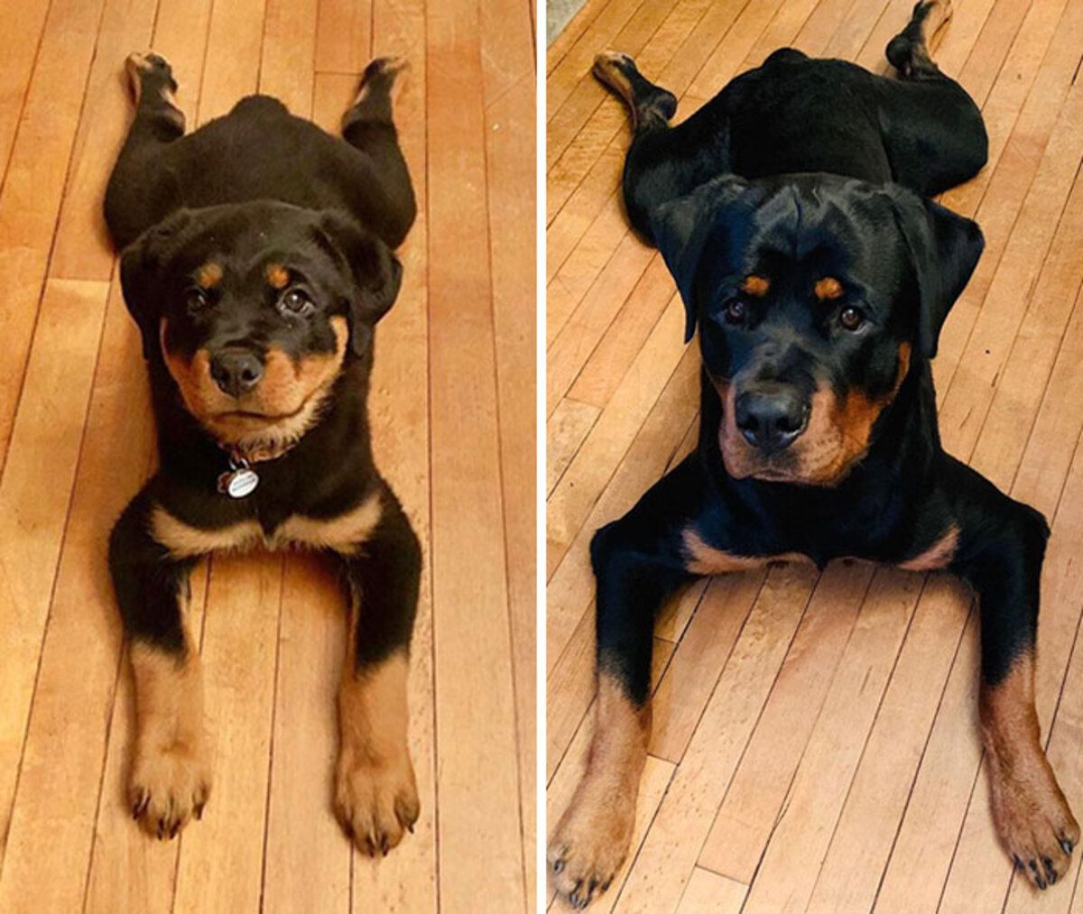 До та після: як крихітні цуценята стали дорослими собаками – фото
