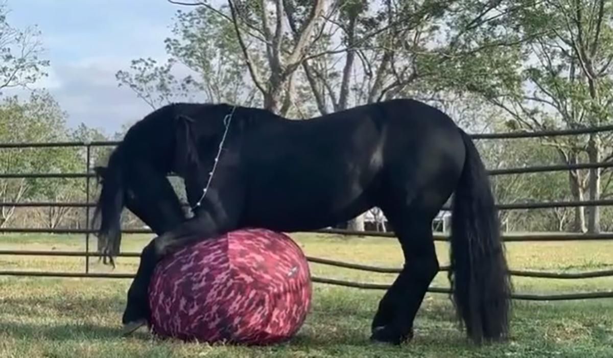 Кінь, який любить ганяти м'яча: веселі відео