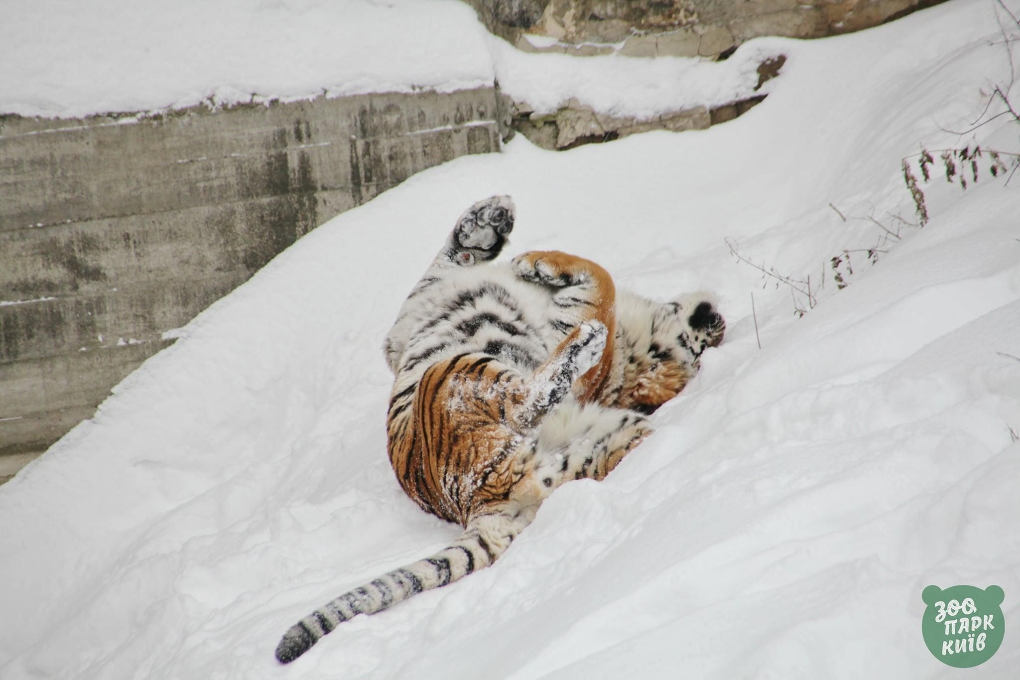 Київський зоопарк опублікував кумедні фото тварин у снігу