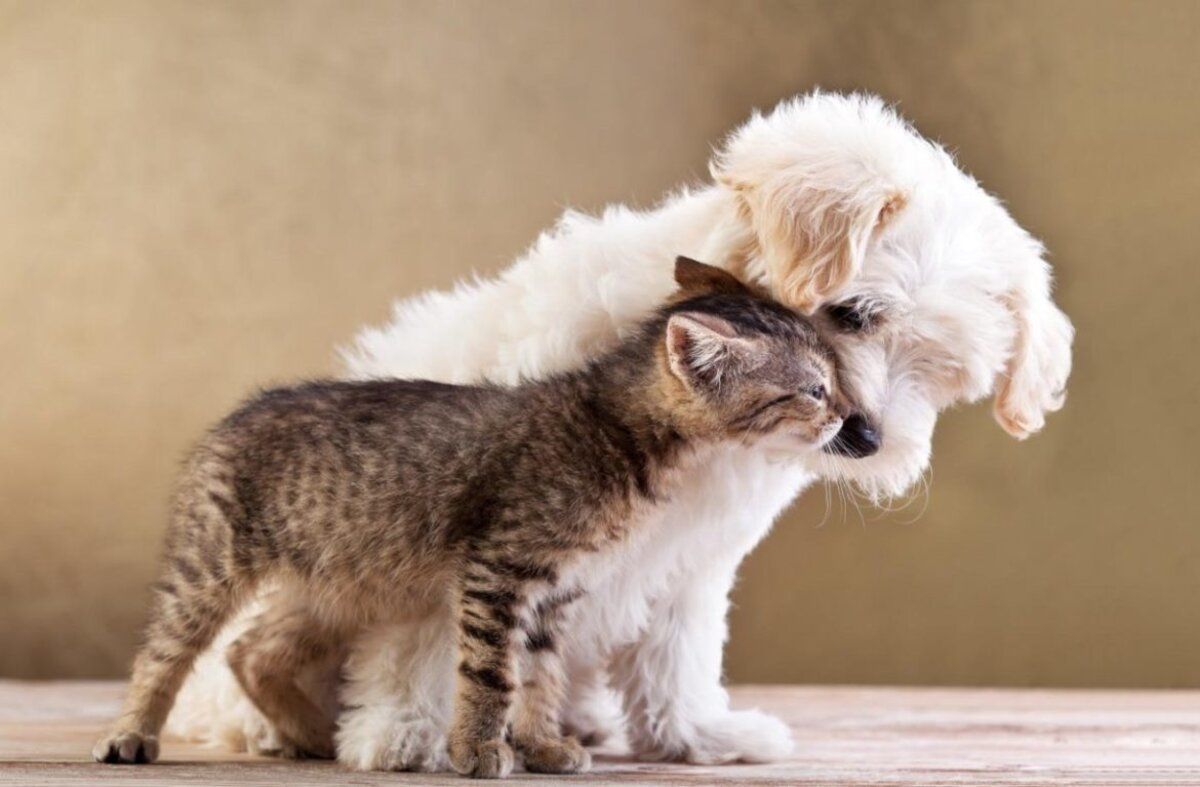 Трогательные истории о собаках и не только: 5 невероятных животных Трогательные истории о собаках и не только: 5 невероятных животных