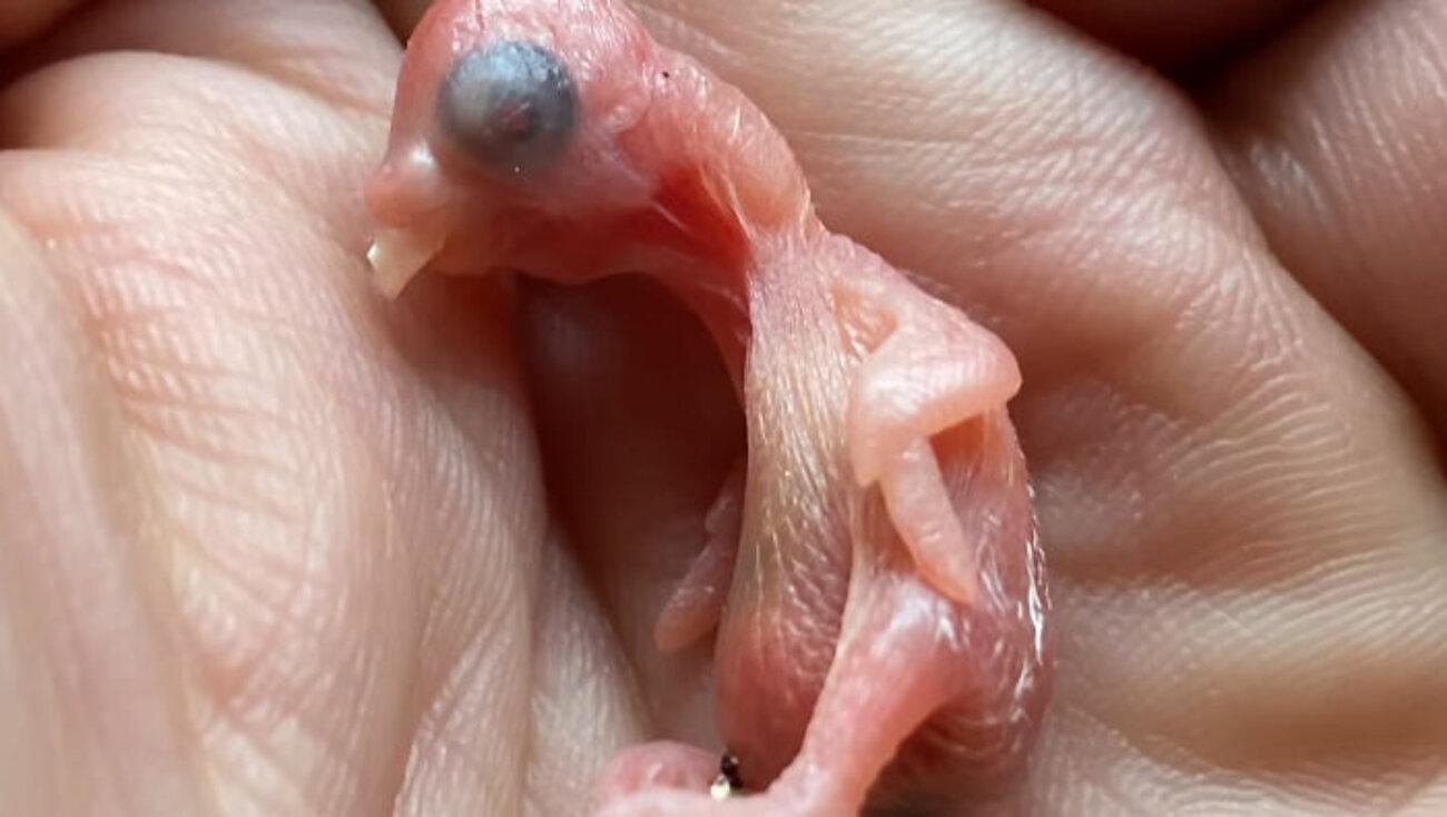 Чоловік знайшов загублене яйце і виростив папугу: незвичайна історія Чоловік знайшов загублене яйце і виростив папугу: незвичайна історія