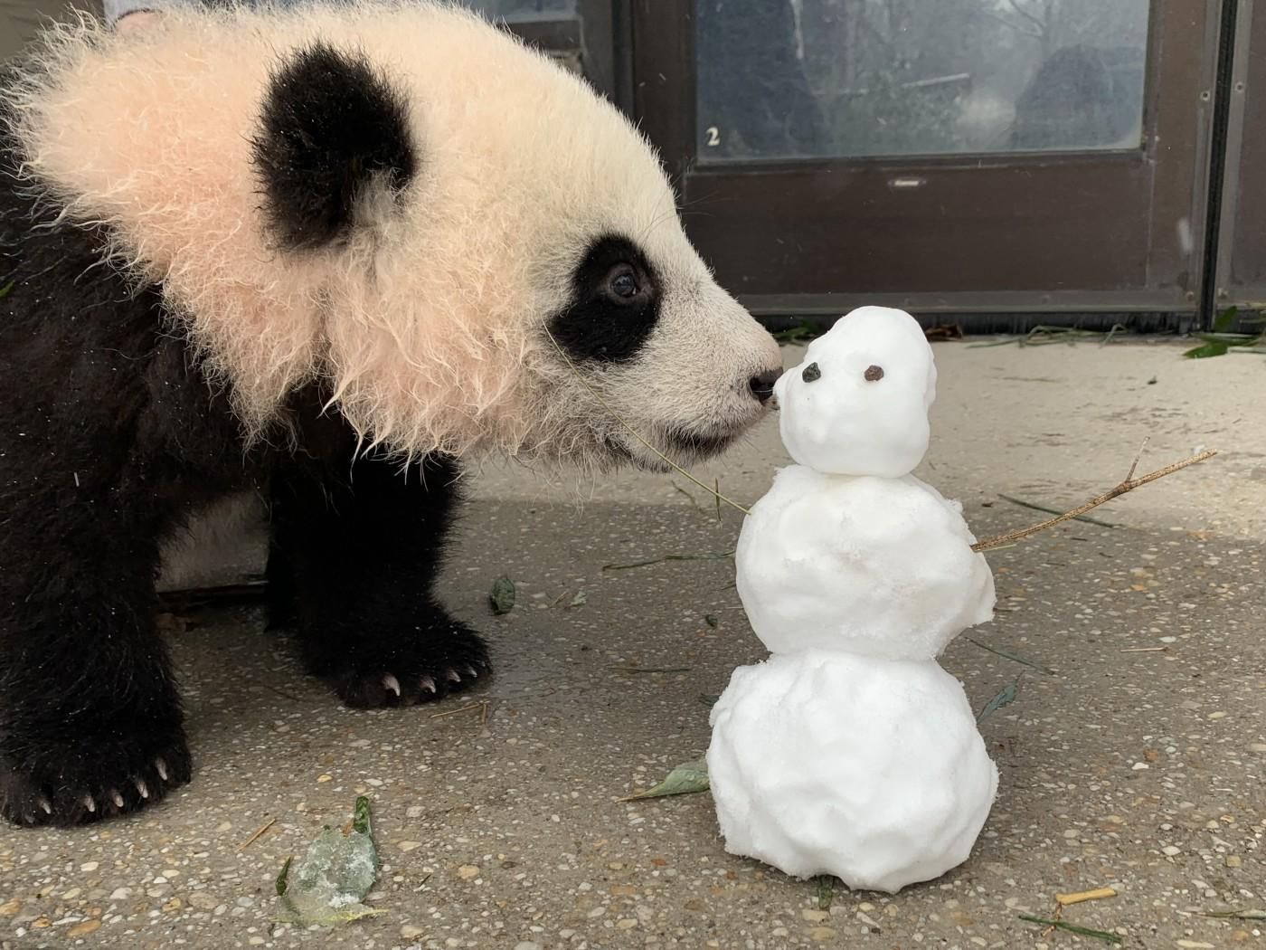 Панда бавиться в снігу: кумедне відео з Вашингтонського зоопарку