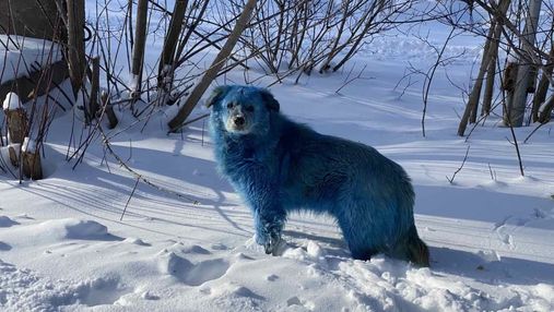 У Росії з'явилися сині собаки: фото дивних тварин облетіли соцмережі
