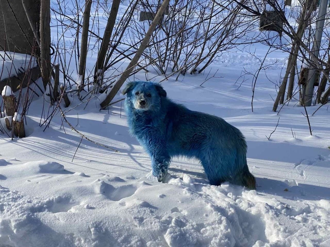 В России появились синие собаки: фото животных облетели соцсети