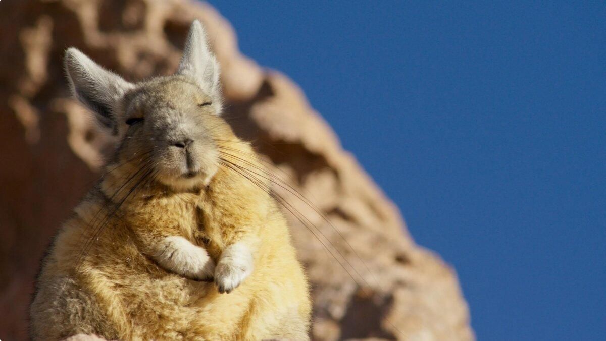 Віскаша: ця тварина постійно виглядає сонною і сумною Віскаша: ця тварина постійно виглядає сонною і сумною