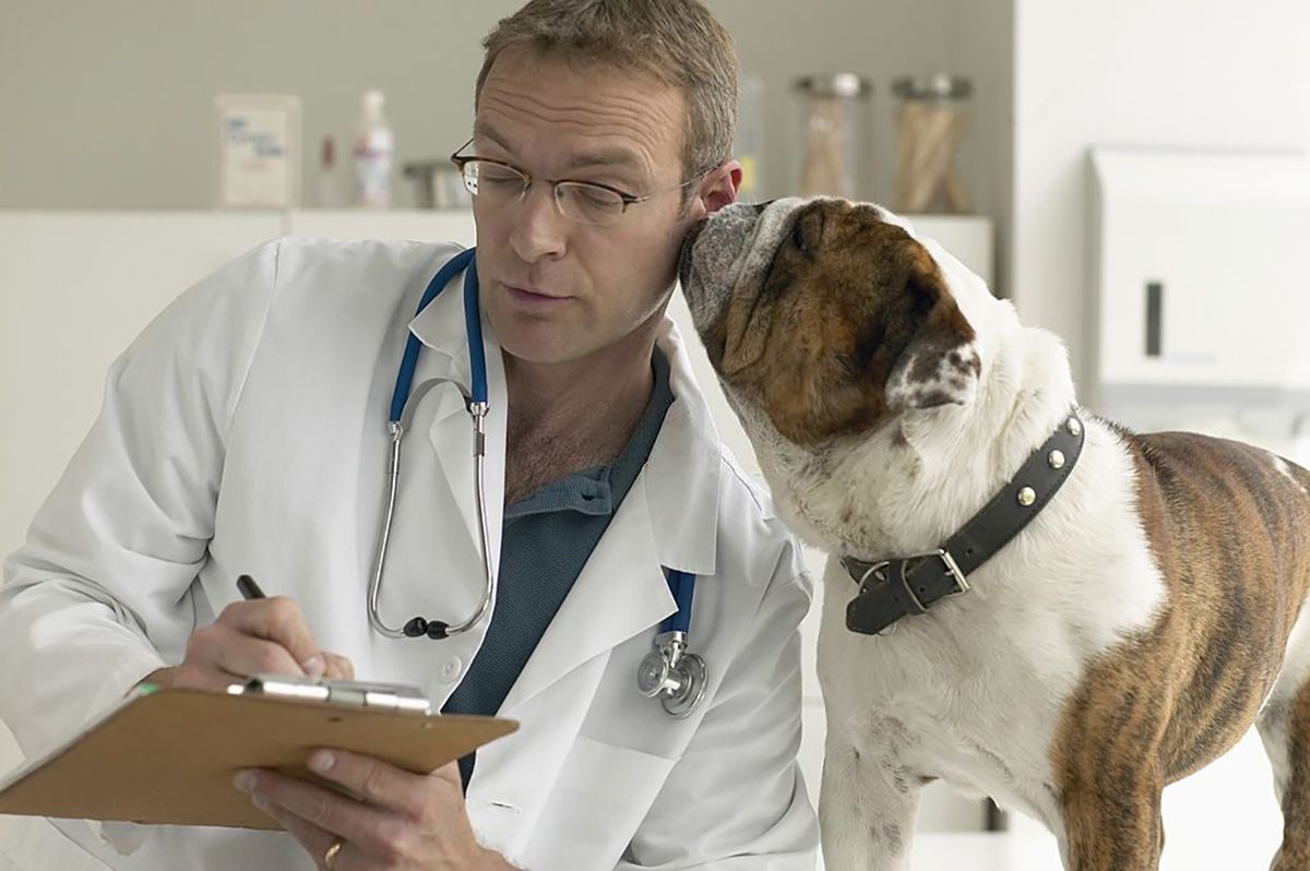 Я відчуваю вдячність тварин: секрети роботи ветеринара Я відчуваю вдячність тварин: секрети роботи ветеринара