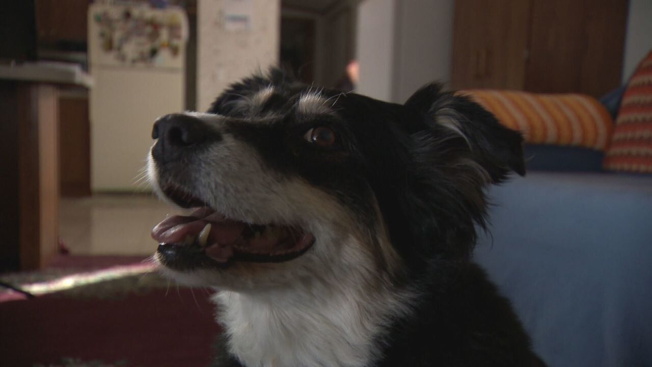 Собака унаследовал 5 миллионов долларов после смерти хозяина Собака унаследовал 5 миллионов долларов после смерти хозяина