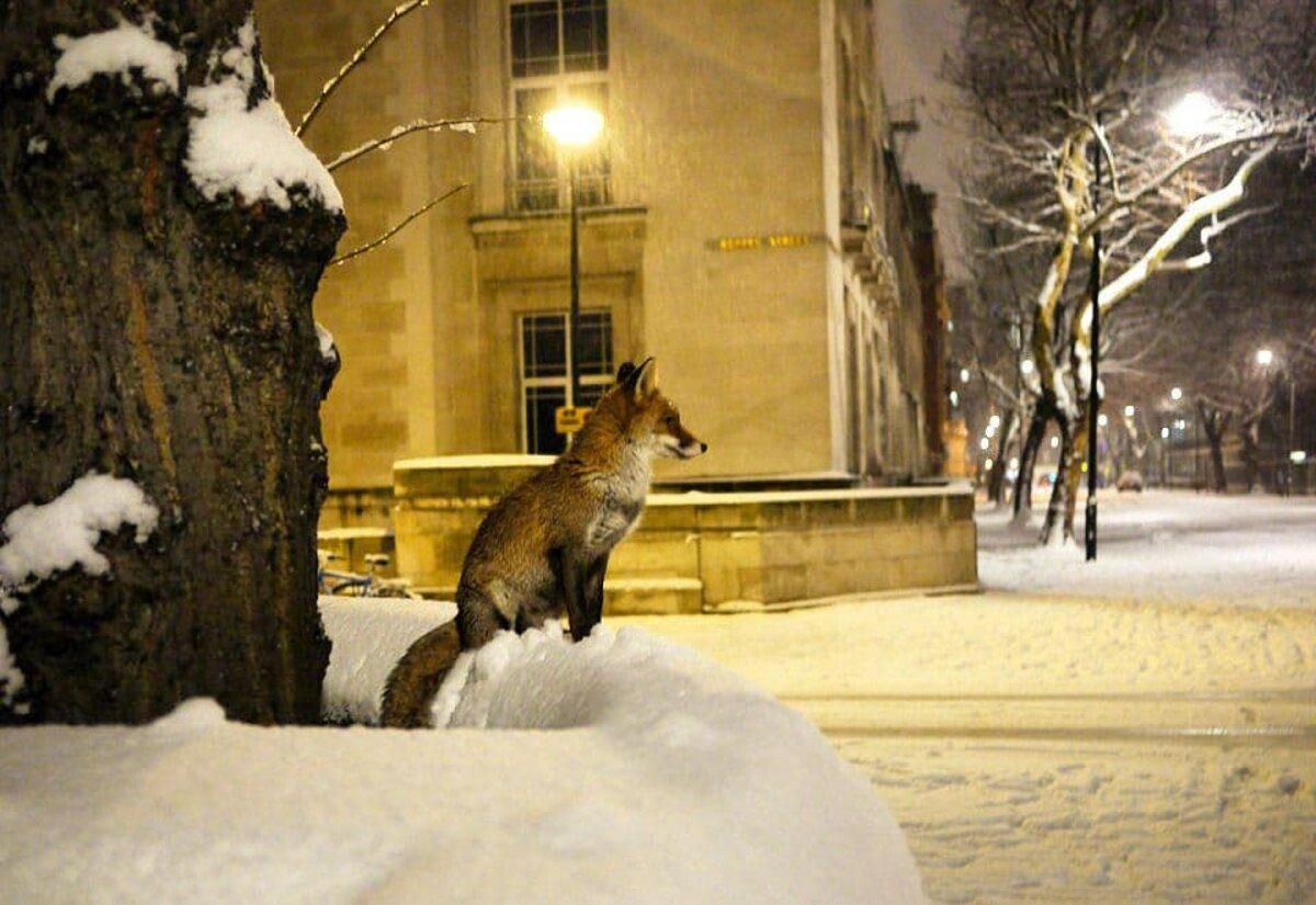 У Лондоні чути лисячі крики: звідки там лисиці У Лондоні чути лисячі крики: звідки там лисиці