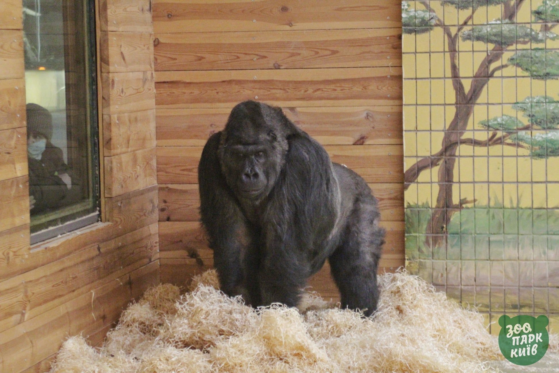 Горила Тоні хворіє: з'явилися результати аналізів Горила Тоні хворіє: з'явилися результати аналізів