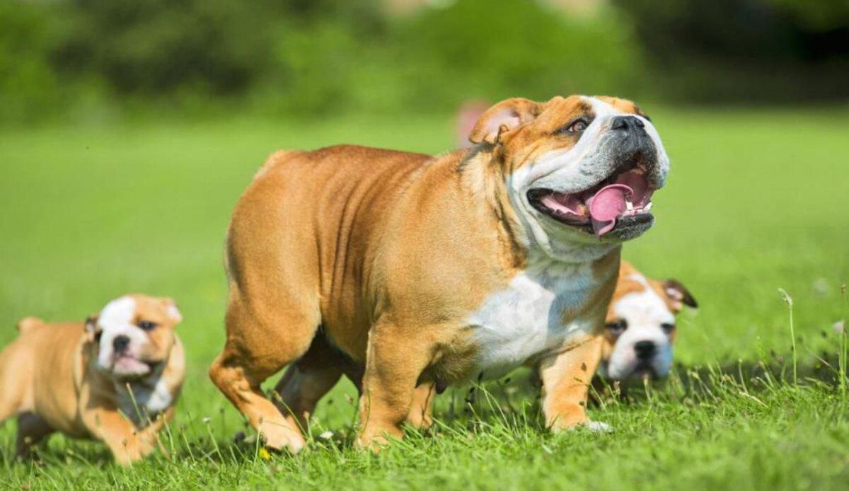 Ветеринар делает укол бульдогу: трогательное видео Ветеринар делает укол бульдогу: трогательное видео