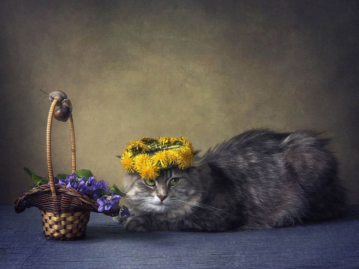 Модний тренд 2021: ідея для фотосесії кота у віночку Модний тренд 2021: ідея для фотосесії кота у віночку