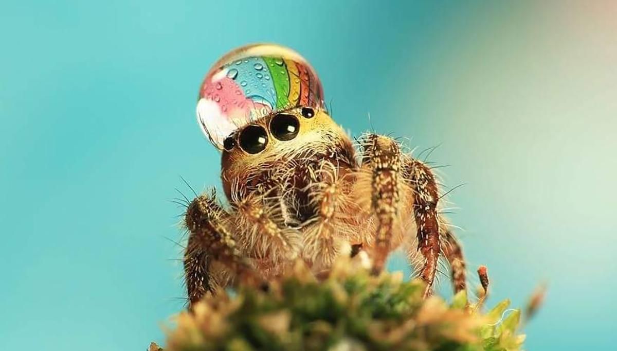 Смешные пауки, которые носят водяные шляпы фото