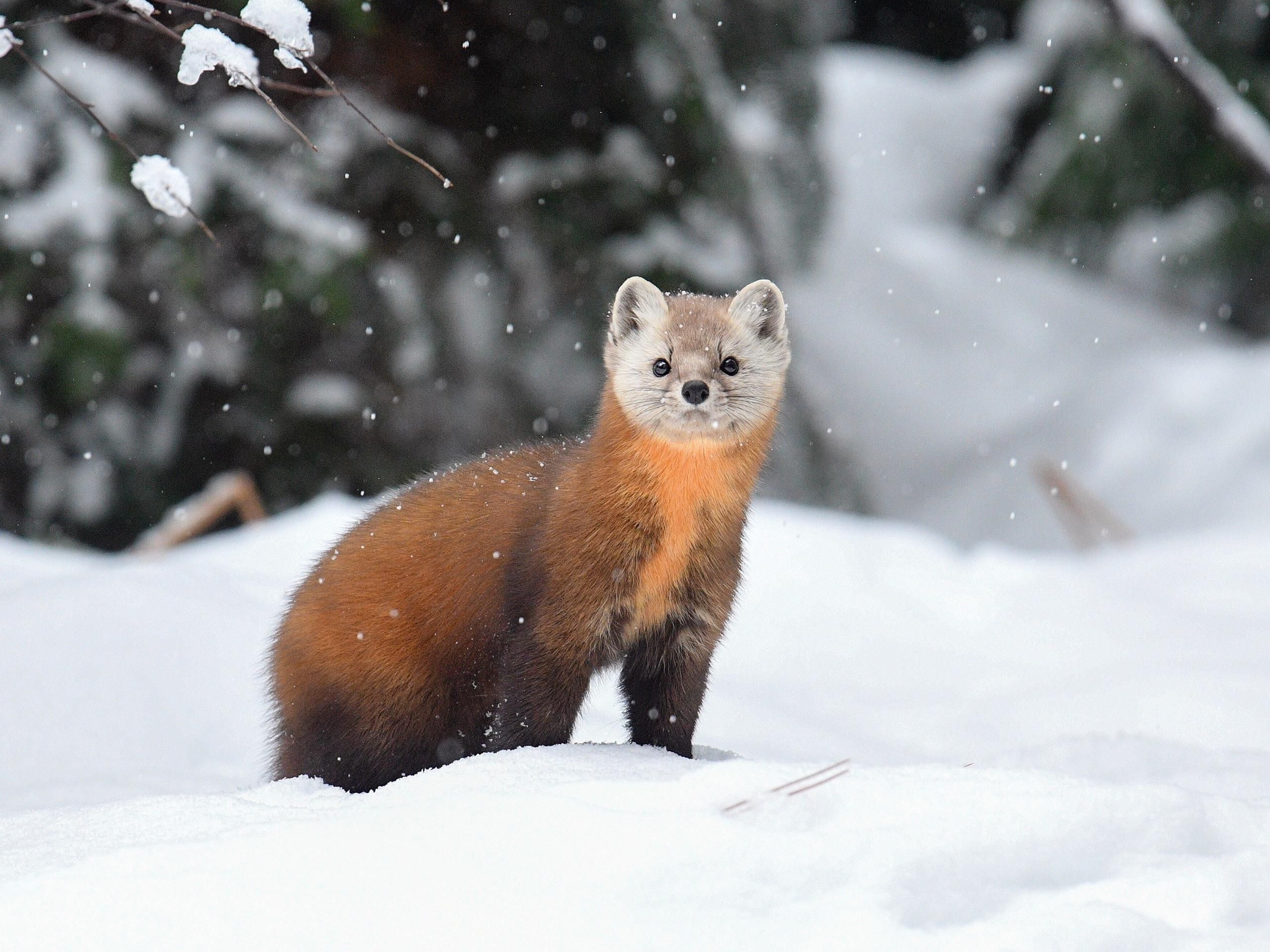 Почему в феврале сердятся куницы: названа причина Почему в феврале сердятся куницы: названа причина