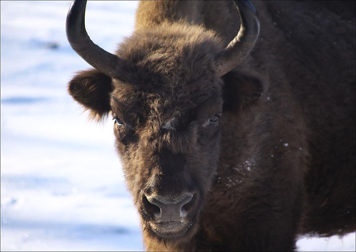 У Вінницькій області народилося 12 зубрів У Вінницькій області народилося 12 зубрів