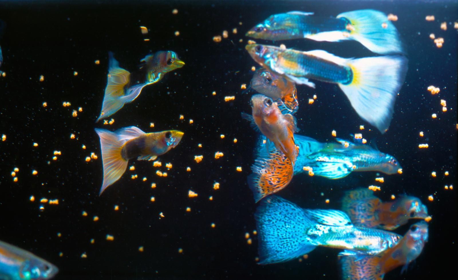 Антидепресанти у воді роблять з риб зомбі – вчені Антидепресанти у воді роблять з риб зомбі – вчені