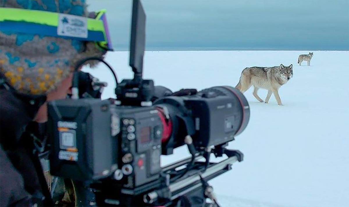 Британский режиссер дикой природы снимает невероятные видео