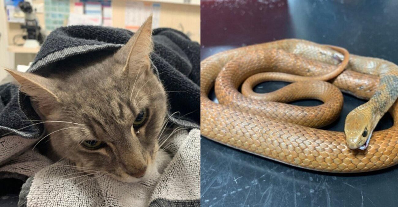 Кіт врятував свою родину від отруйної змії, а сам загинув