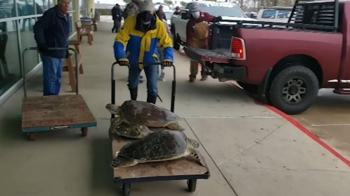 Аномальные морозы в Техасе: волонтеры спасают черепах