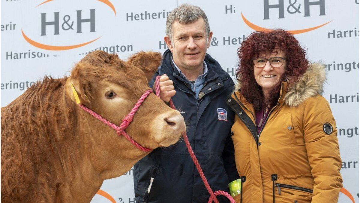 Найдорожча корова у світі: її продали за 358 тисяч доларів Найдорожча корова у світі: її продали за 358 тисяч доларів