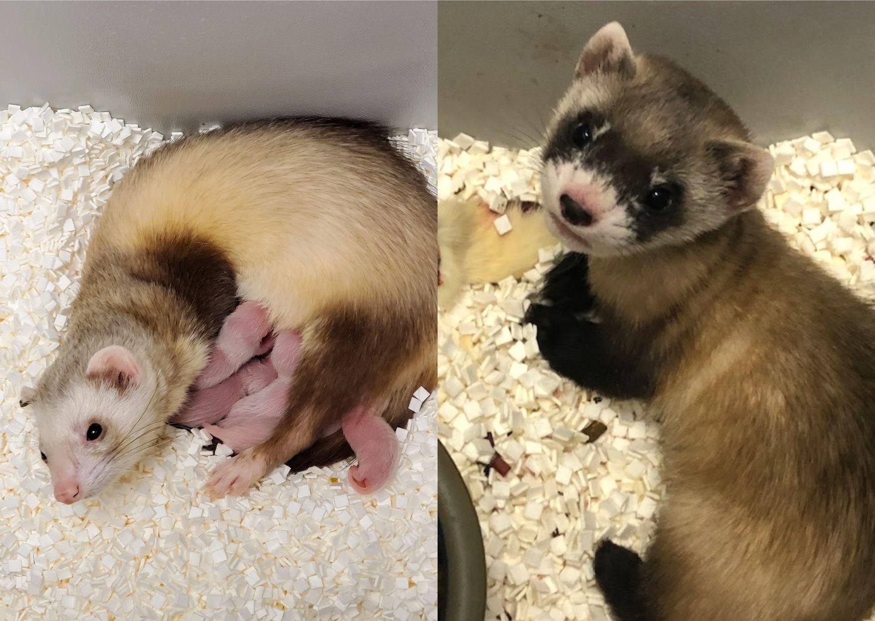 У США клонували вимерлу тварину: це допоможе врятувати вид У США клонували вимерлу тварину: це допоможе врятувати вид