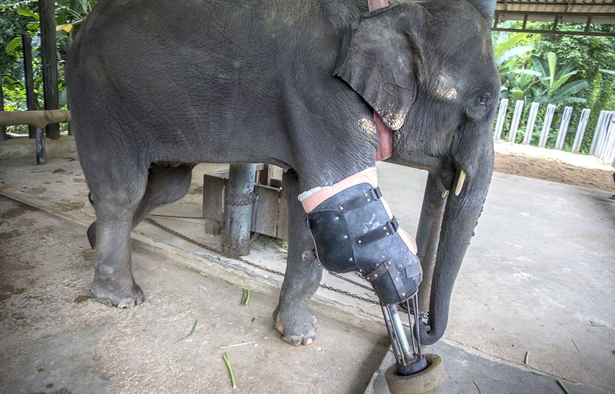 Перший в світі слон, якому протезували ногу