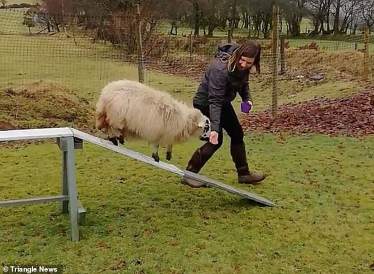 Овца ведет себя как собака: ее тренируют преодолевать барьеры Овца ведет себя как собака: ее тренируют преодолевать барьеры