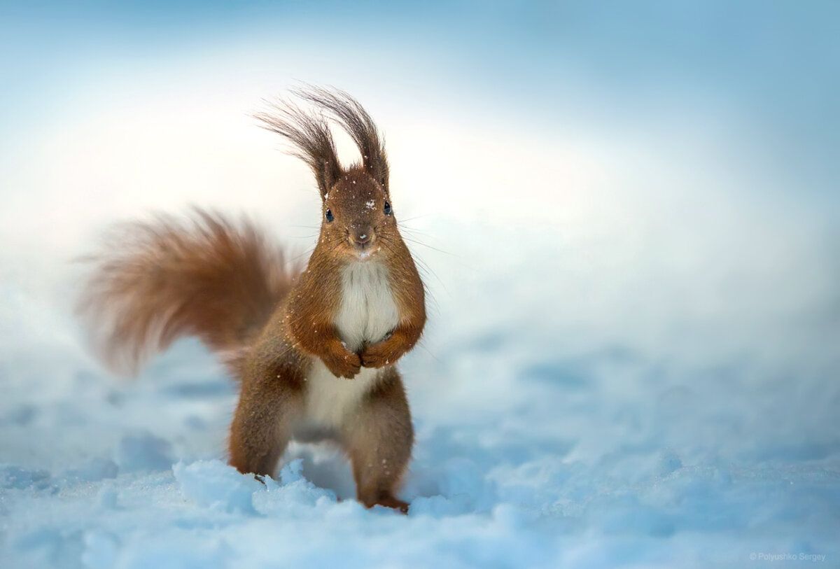 Нескромные белки: почему конец февраля для них – любимое время Нескромные белки: почему конец февраля для них – любимое время