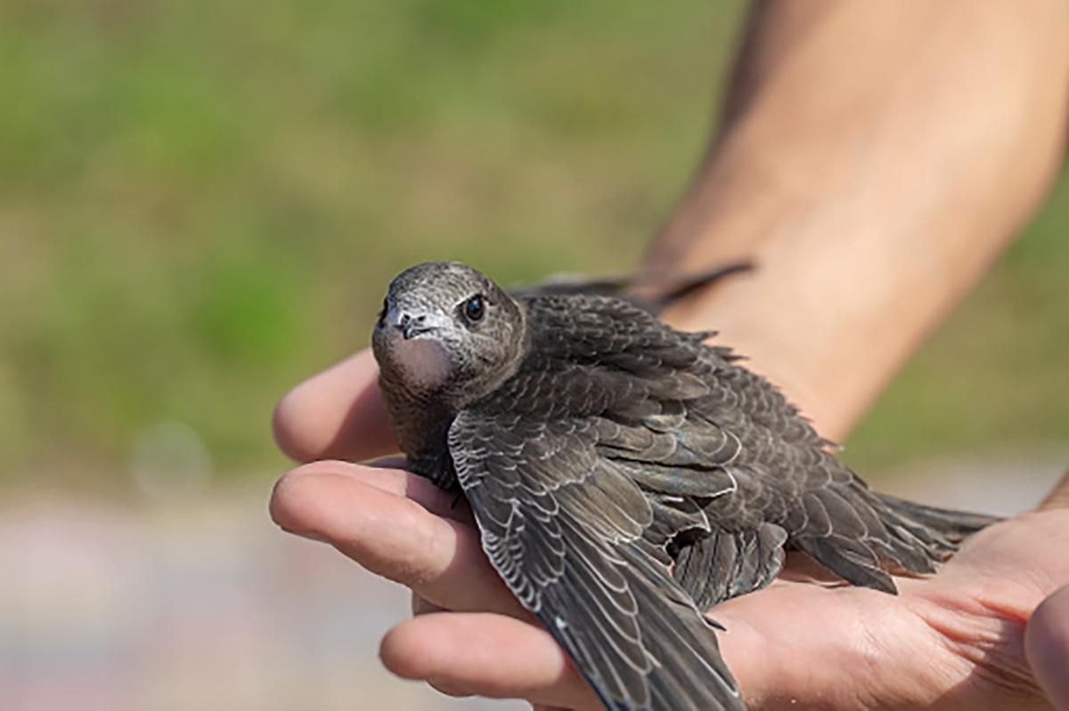 Птица, которая не умеет ходить: интересные факты о черном стриже