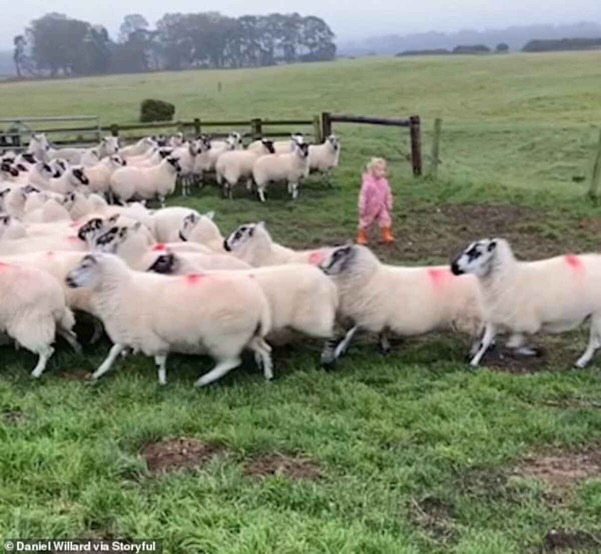 2-летний ребенок виртуозно загоняет стадо овец: видео