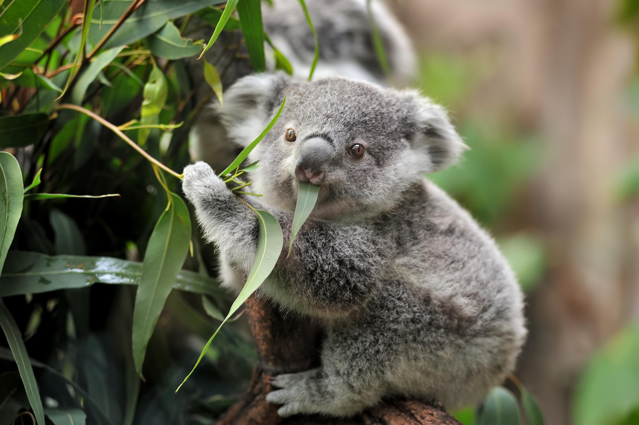 Австралийский стоматолог сделал для коалы протез ноги