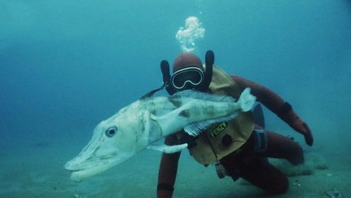 Унікальна крижана риба: єдина у світі тварина, яка має прозору кров