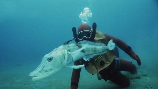 Уникальная ледяная рыба:  единственное в мире животное, у которого прозрачная кровь
