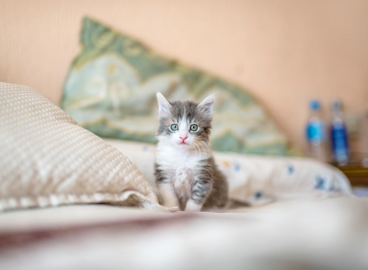 Як визначити стать кошеняти: 5 ефективних методів з фото