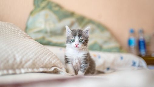 Як визначити стать кошеняти: 5 ефективних методів дізнатися – кіт чи кішка