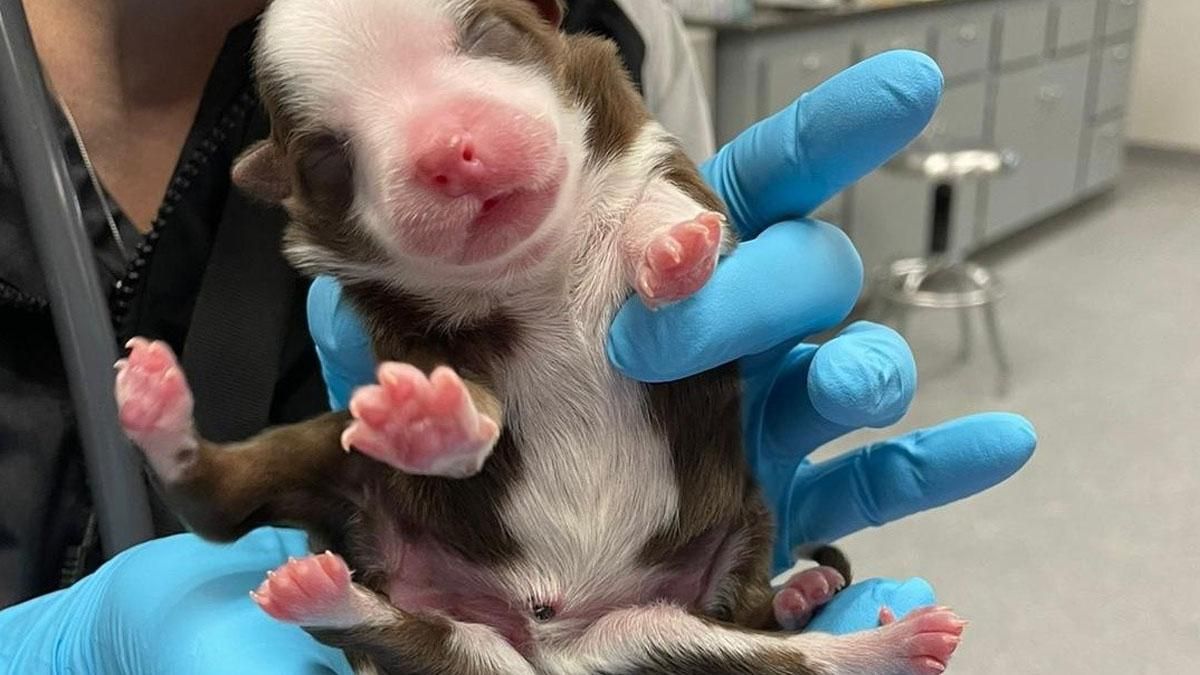 Впервые в мире щенок родился с 6 ногами и выжил