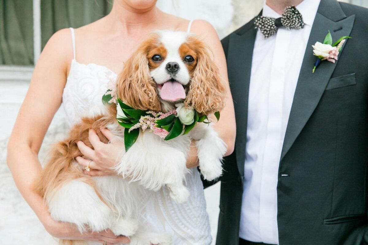 10 замечательных собак, попавших на свадебные фото