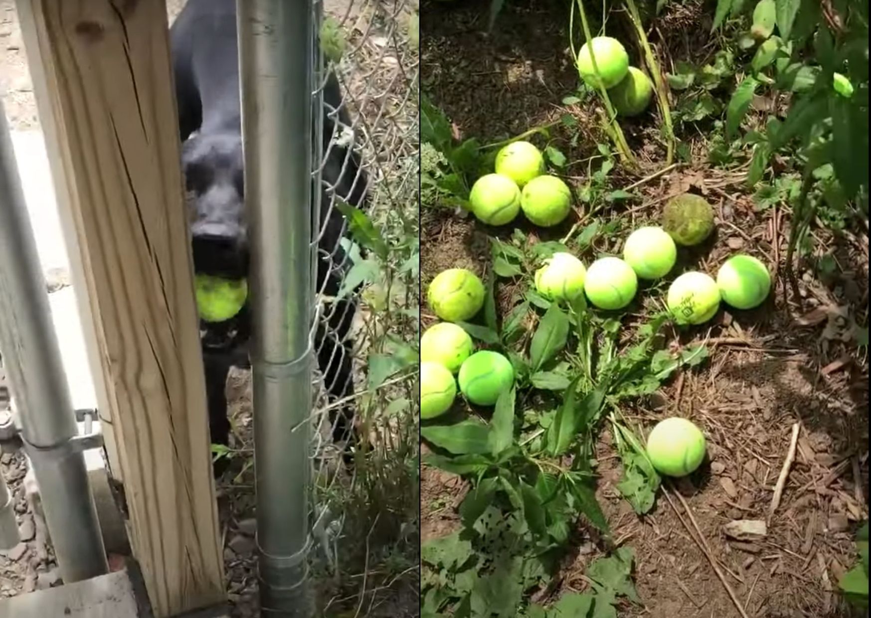 Собака з притулку придумав кумедний спосіб розважатися: відео Собака з притулку придумав кумедний спосіб розважатися: відео