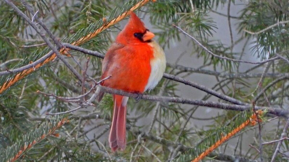У США знайшли рідкісного птаха: це самець і самка в одному тілі