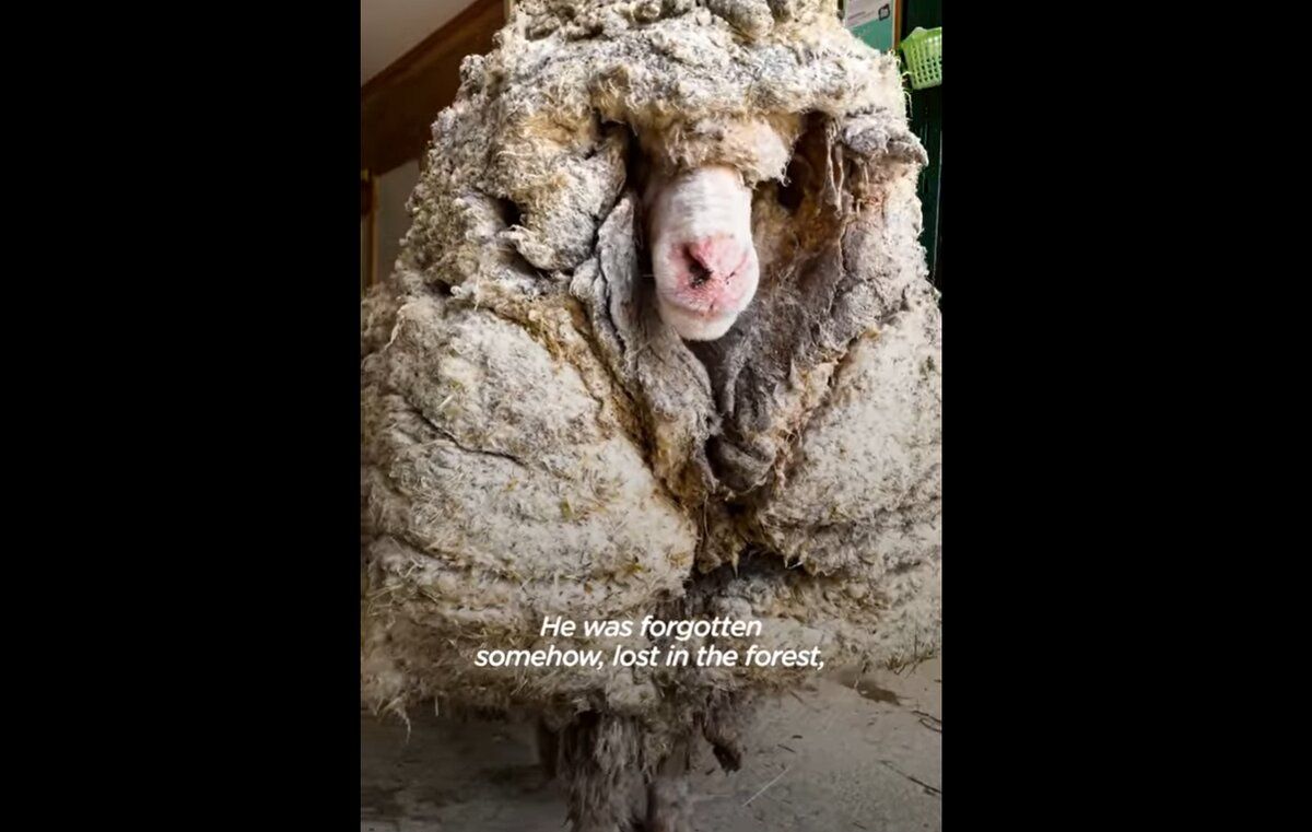 Вівця 5 років блукала лісом і її ніхто не стриг: відео