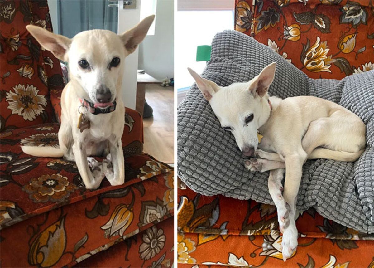 Щось пішло не так: фото собак, які порушують закони фізики Щось пішло не так: фото собак, які порушують закони фізики