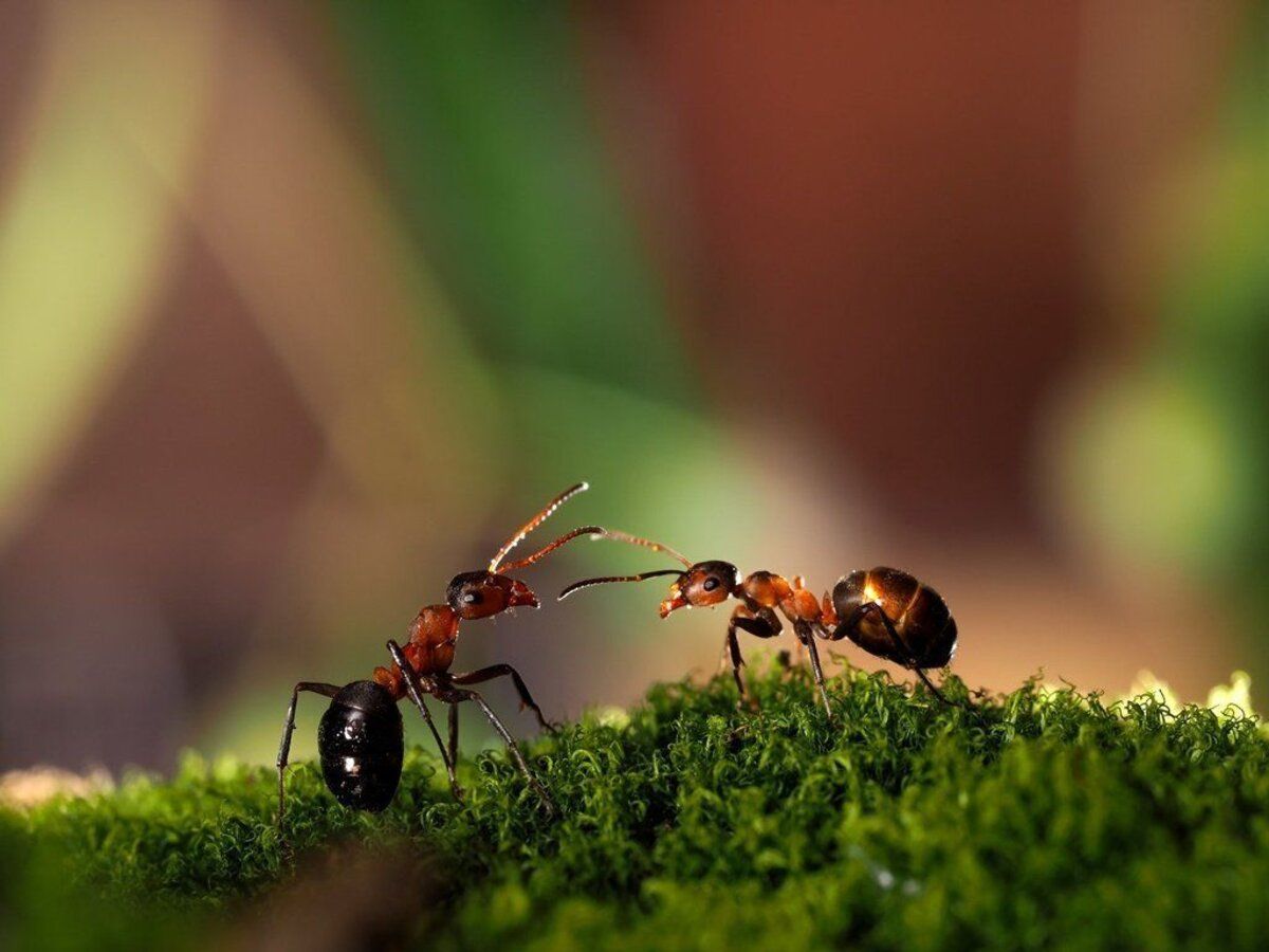 Как накануне весны просушивают муравейник